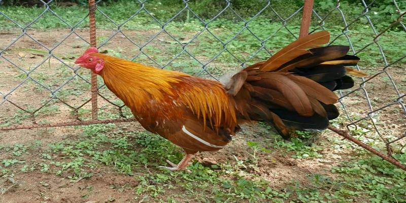 Người mua ưu tiên dòng gà Khét chân chì làm cảnh hơn là cho ra sân thi đấu